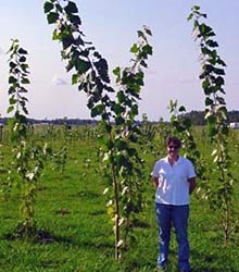 Photo of trees showing good growth 6 months after planting.