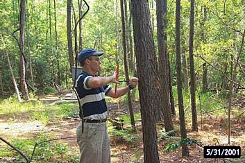 Scientist taking a tree core sample 